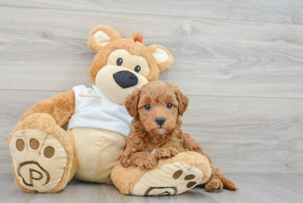 Mini Goldendoodle Puppy for Adoption