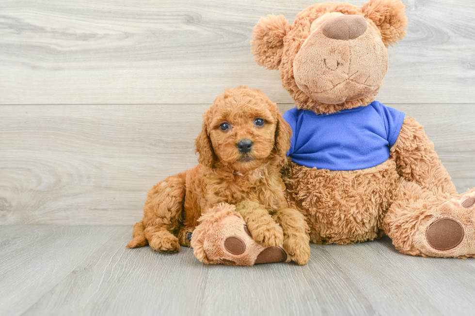 Fluffy Mini Goldendoodle Poodle Mix Pup