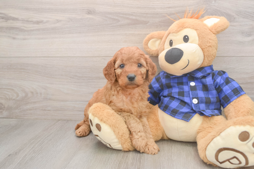 Mini Goldendoodle Puppy for Adoption