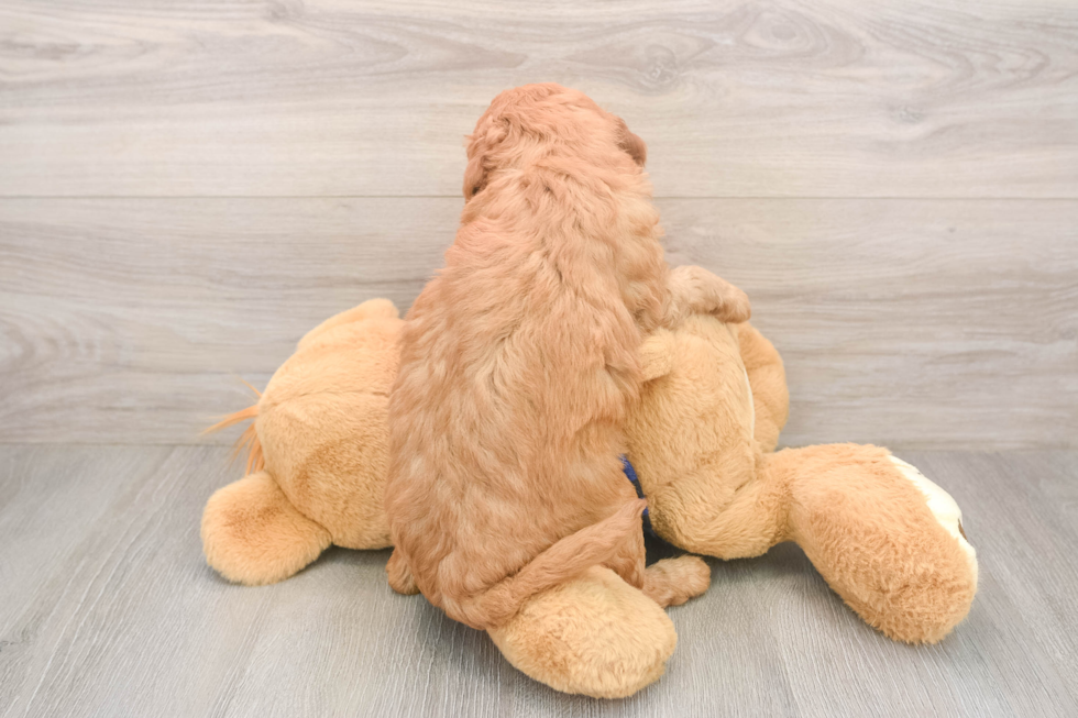 Sweet Mini Goldendoodle Baby