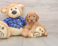 6 week old Mini Goldendoodle Puppy For Sale - Florida Fur Babies