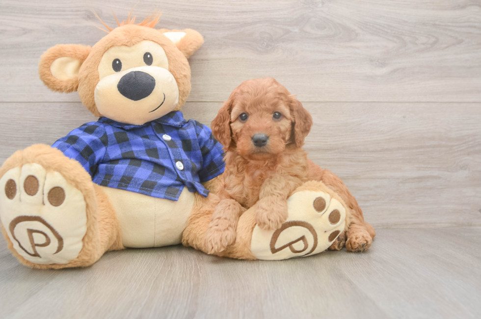 5 week old Mini Goldendoodle Puppy For Sale - Florida Fur Babies
