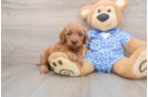 Best Mini Goldendoodle Baby