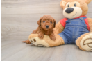 Best Mini Goldendoodle Baby
