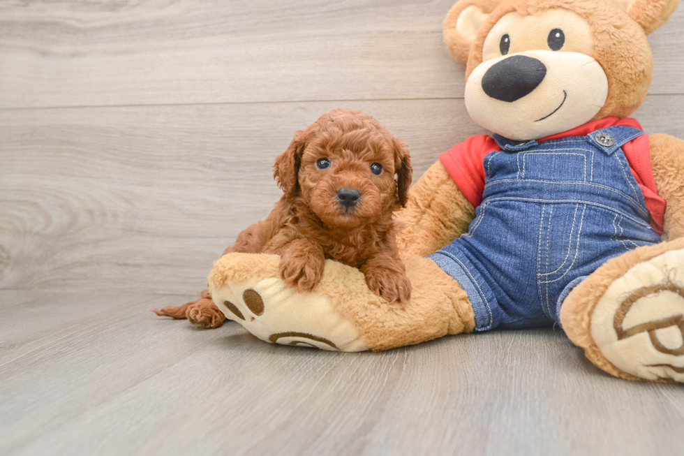 Best Mini Goldendoodle Baby