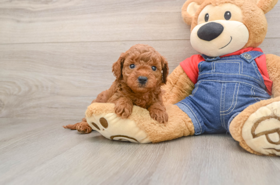 Best Mini Goldendoodle Baby