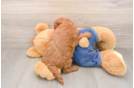 Small Mini Goldendoodle Baby