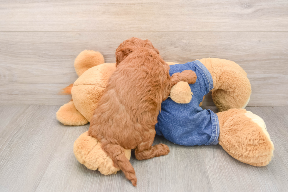 Small Mini Goldendoodle Baby