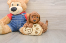 Mini Goldendoodle Puppy for Adoption
