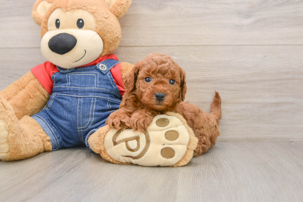 Mini Goldendoodle Puppy for Adoption
