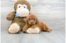 Meet Chardonnay - our Mini Goldendoodle Puppy Photo 2/3 - Florida Fur Babies