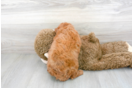 Meet Chardonnay - our Mini Goldendoodle Puppy Photo 3/3 - Florida Fur Babies