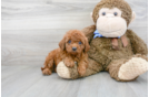 Meet Chardonnay - our Mini Goldendoodle Puppy Photo 1/3 - Florida Fur Babies