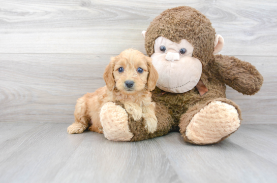 29 week old Mini Goldendoodle Puppy For Sale - Florida Fur Babies