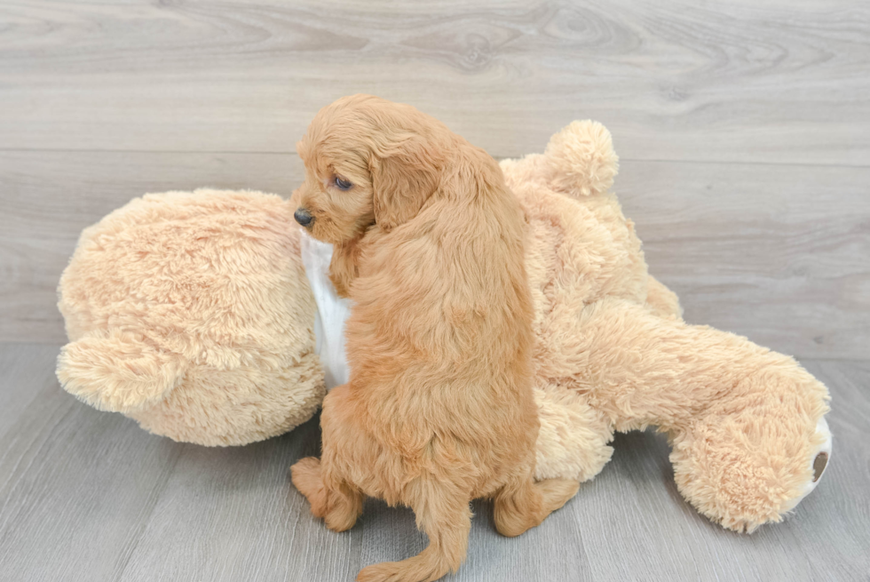 Best Mini Goldendoodle Baby