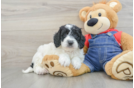 Smart Mini Goldendoodle Poodle Mix Pup