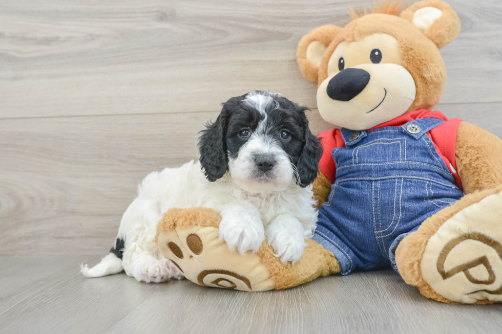 Smart Mini Goldendoodle Poodle Mix Pup
