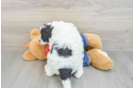 Petite Mini Goldendoodle Poodle Mix Pup