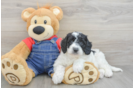 Mini Goldendoodle Pup Being Cute