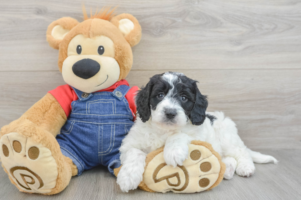 6 week old Mini Goldendoodle Puppy For Sale - Florida Fur Babies