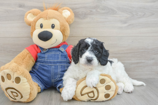 Mini Goldendoodle Pup Being Cute