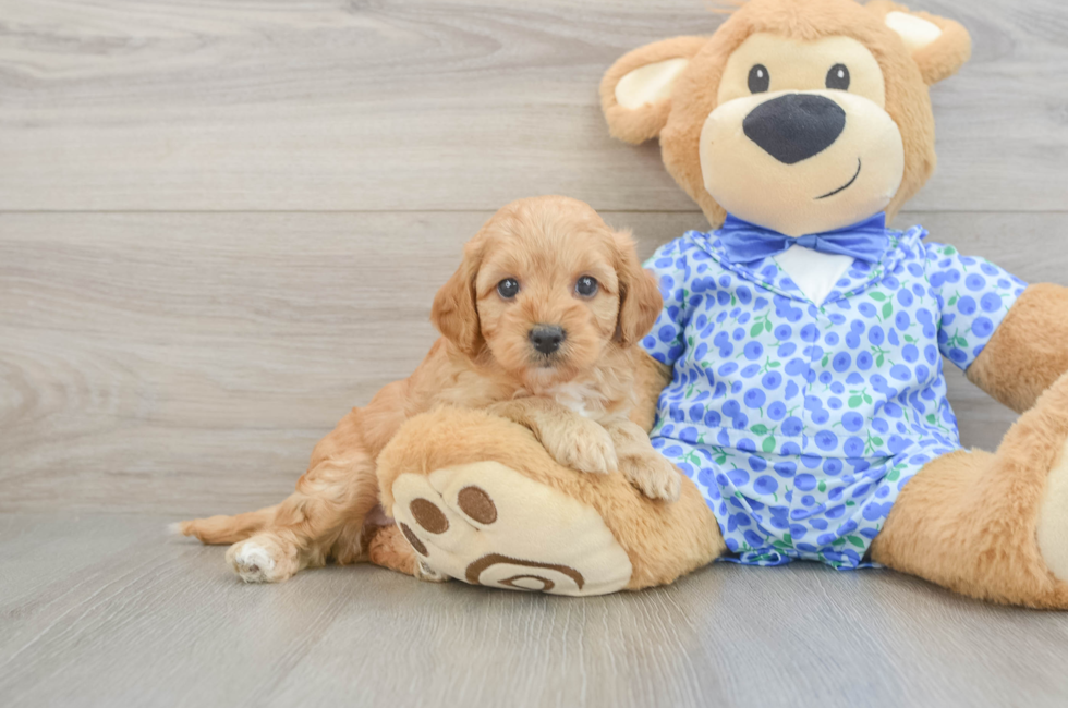 5 week old Mini Goldendoodle Puppy For Sale - Florida Fur Babies