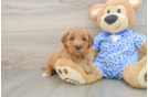 Playful Mini Groodle Poodle Mix Puppy