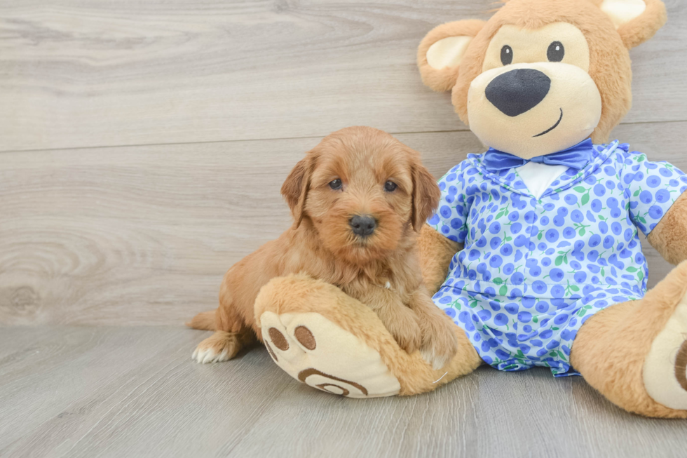 Playful Mini Groodle Poodle Mix Puppy