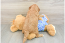 Mini Goldendoodle Pup Being Cute