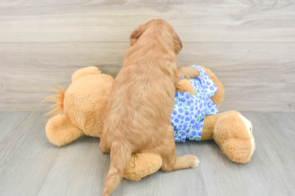Mini Goldendoodle Pup Being Cute