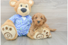 Adorable Golden Retriever Poodle Mix Poodle Mix Puppy