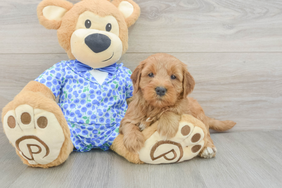 Adorable Golden Retriever Poodle Mix Poodle Mix Puppy