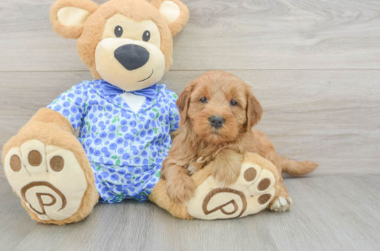 Adorable Golden Retriever Poodle Mix Poodle Mix Puppy