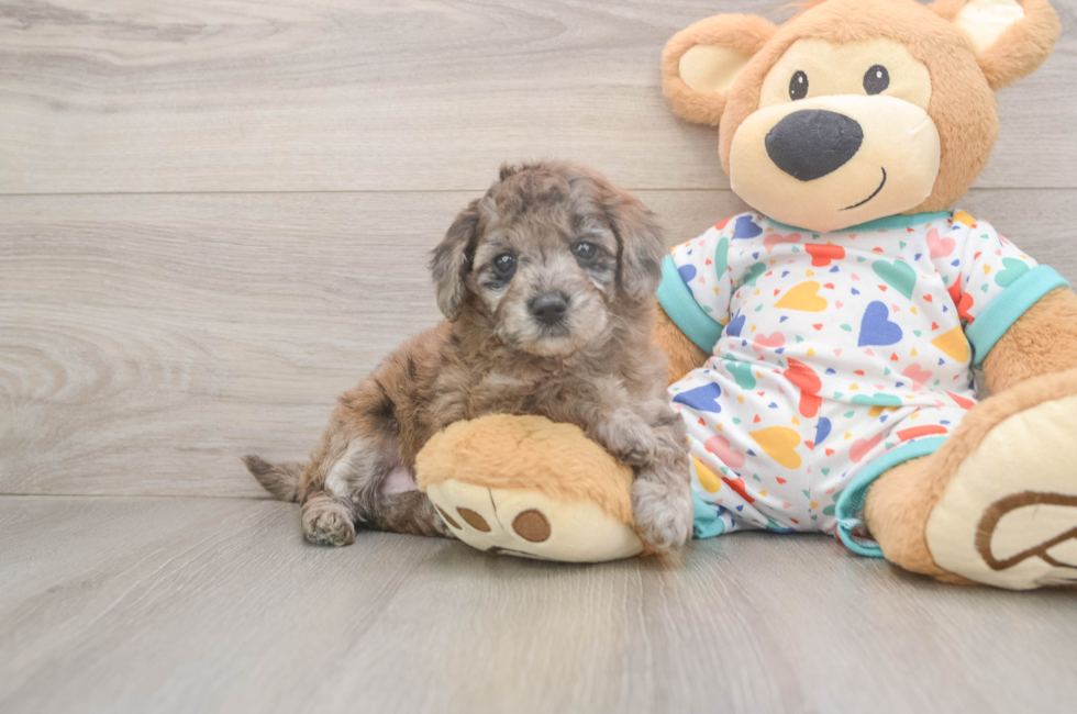 5 week old Mini Goldendoodle Puppy For Sale - Florida Fur Babies
