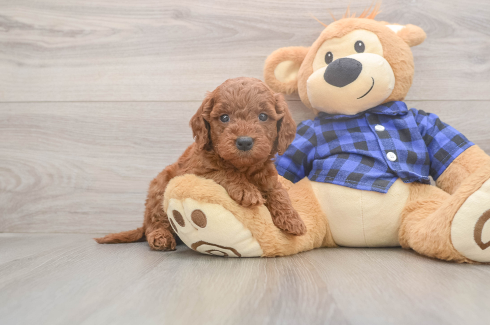5 week old Mini Goldendoodle Puppy For Sale - Florida Fur Babies