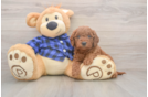 Sweet Mini Goldendoodle Baby