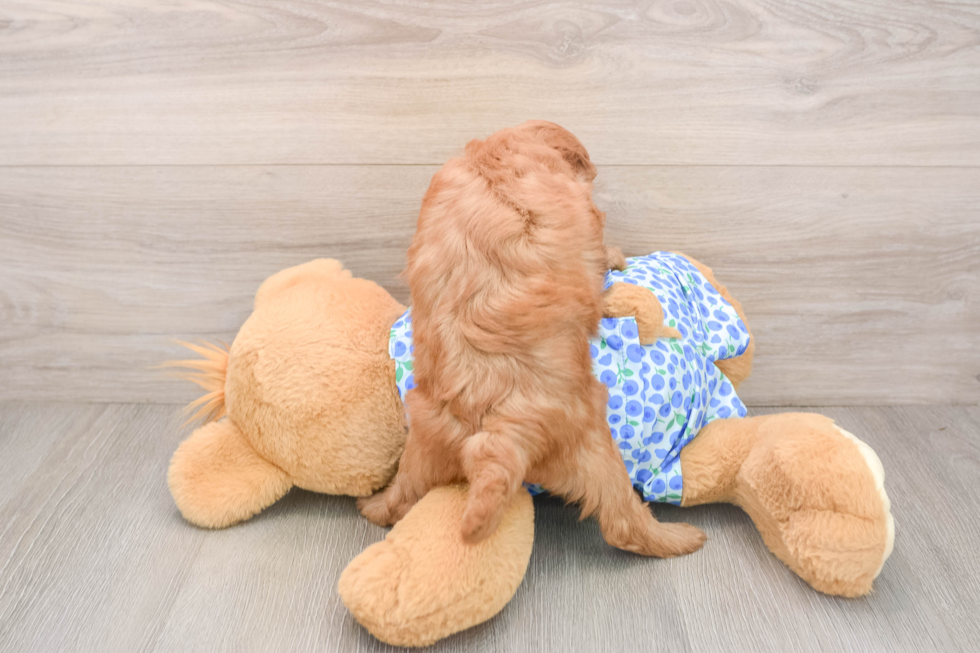 Mini Goldendoodle Pup Being Cute