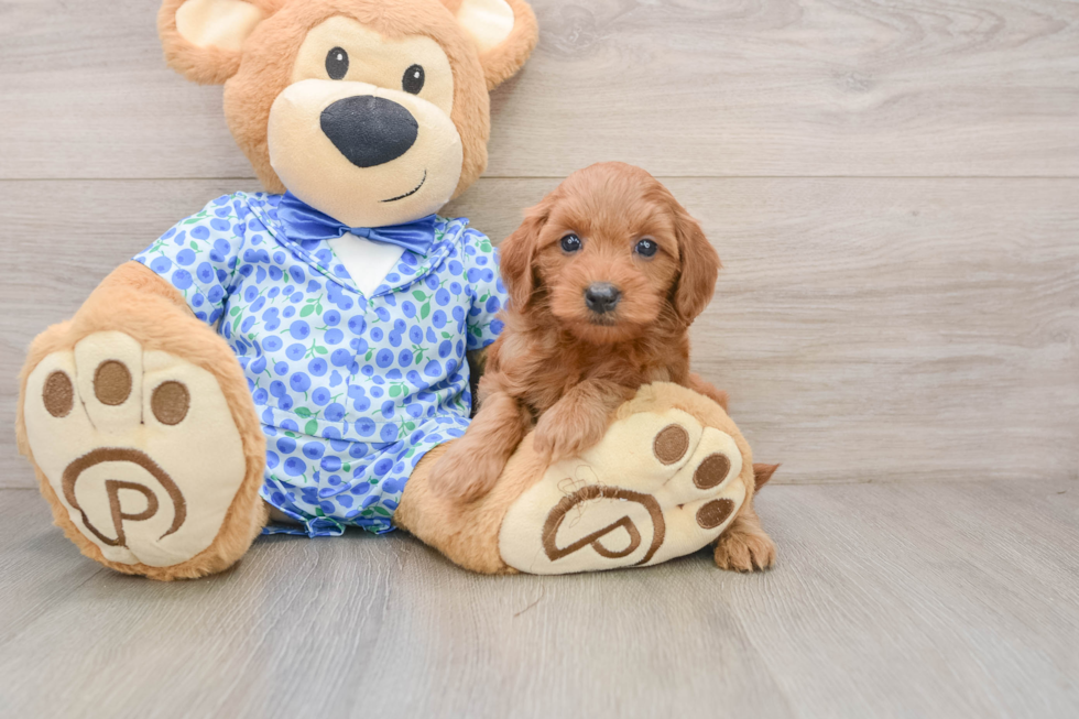 Little Mini Goldenpoo Poodle Mix Puppy