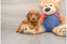Popular Mini Goldendoodle Poodle Mix Pup