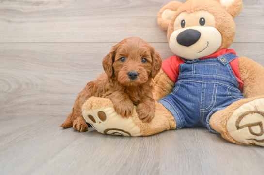 Popular Mini Goldendoodle Poodle Mix Pup