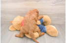 Friendly Mini Goldendoodle Baby