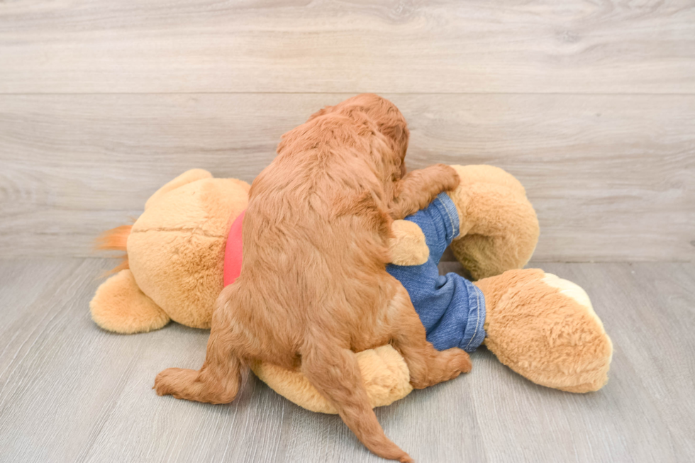 Friendly Mini Goldendoodle Baby