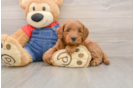 Small Mini Goldendoodle Baby