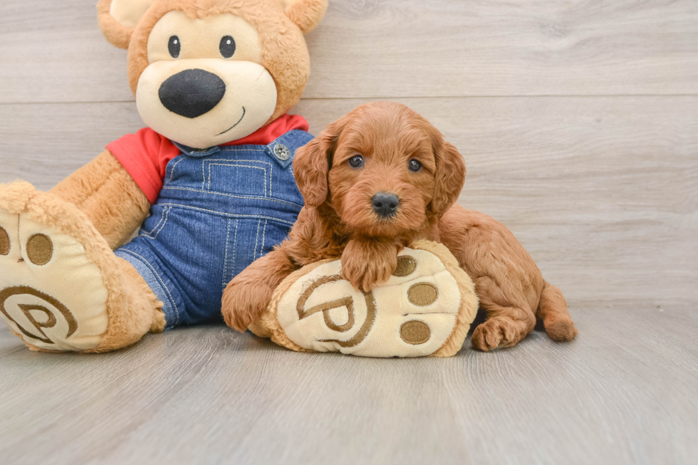 Small Mini Goldendoodle Baby