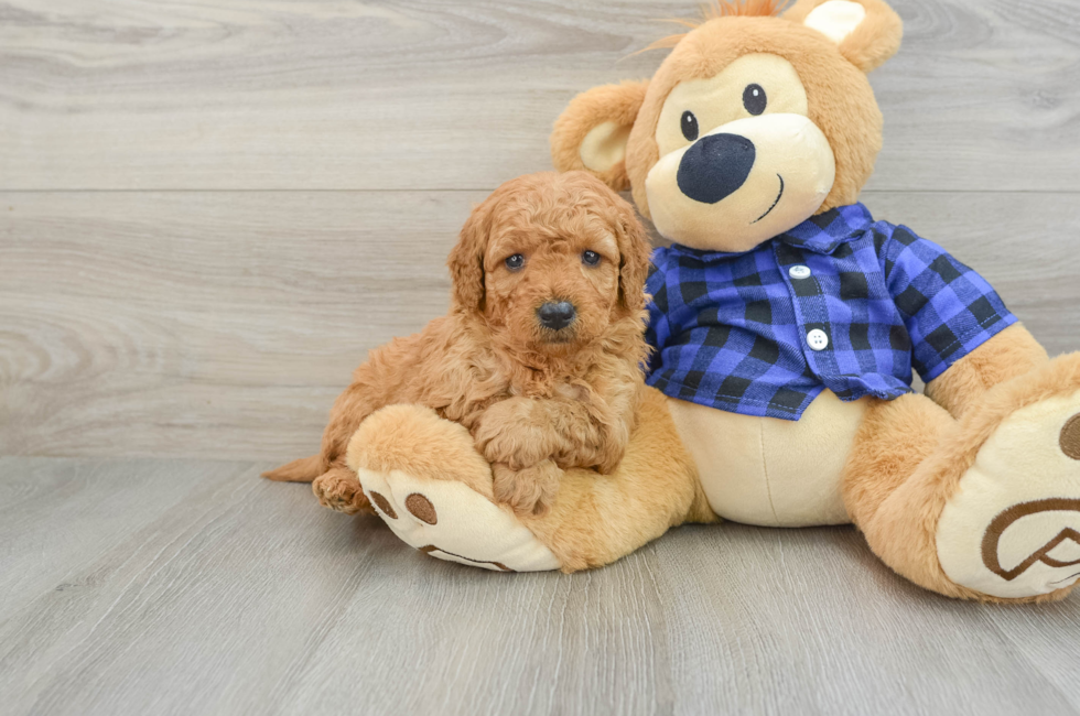 8 week old Mini Goldendoodle Puppy For Sale - Florida Fur Babies