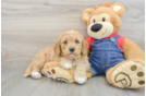Funny Mini Goldendoodle Poodle Mix Pup