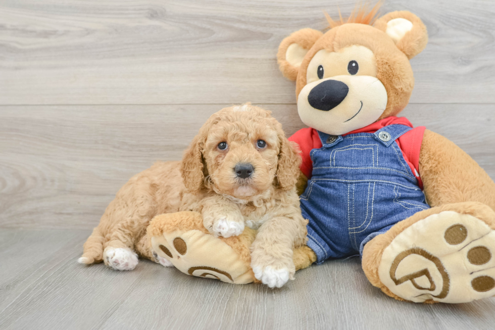 Funny Mini Goldendoodle Poodle Mix Pup