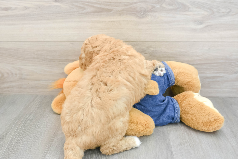 Mini Goldendoodle Puppy for Adoption