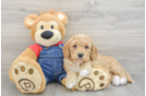 Best Mini Goldendoodle Baby