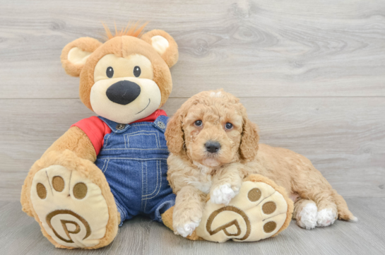Best Mini Goldendoodle Baby